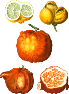 Citrus in various shapes and sizes, Citrus from Traité des Arbres et Arbustes que l'on cultive en France en pleine terre (1801–1819) by Pierre-Joseph Redouté.