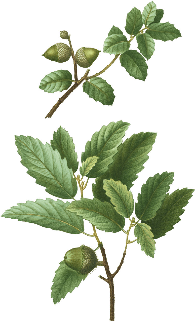 1. Kermes oak, Quercus pseudo-coccifera 2. Cork oak, Quercus pseudo-suber from Traité des Arbres et Arbustes que l'on cultive en France en pleine terre (1801–1819) by Pierre-Joseph Redouté.