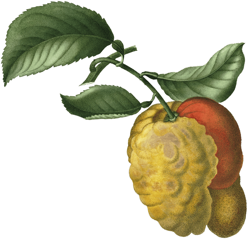 1. Blood orange (Aurantium hierochunticum) 2. Bigarade orange (Bigarradia della bizarria) from Traité des Arbres et Arbustes que l’on cultive en France en pleine terre (1801–1819) by Pierre-Joseph Redouté.