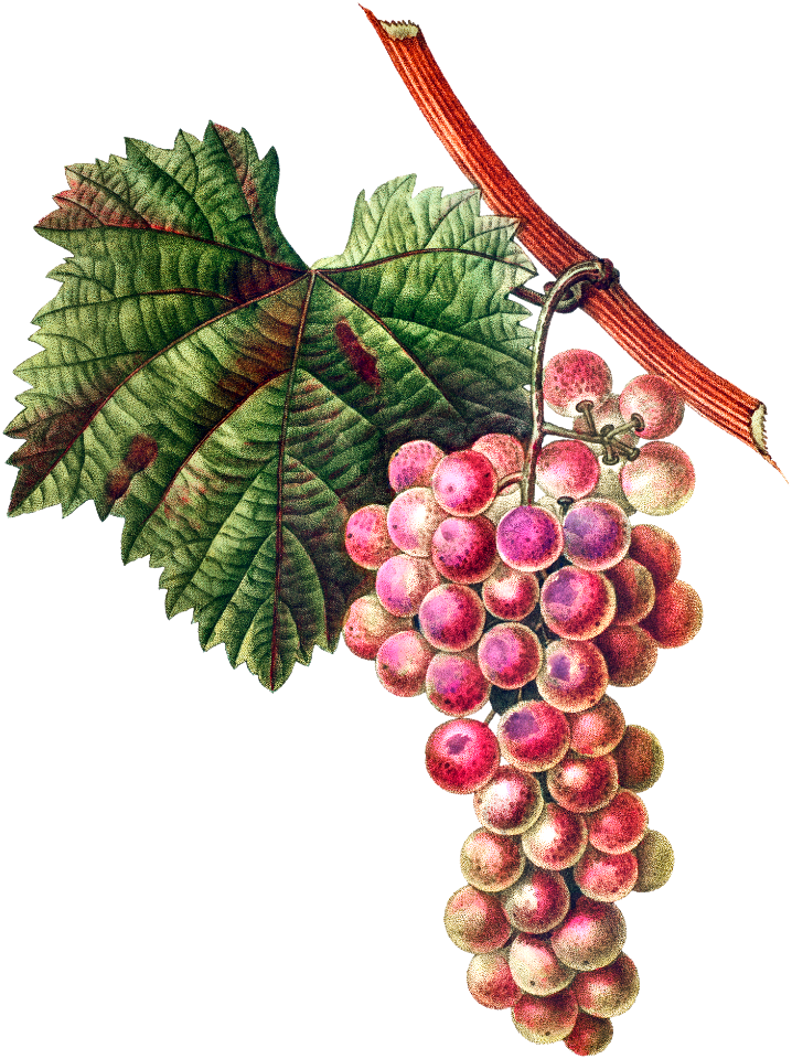 Vitis vinifera (Muscat rouge) from Traité des Arbres et Arbustes que l’on cultive en France en pleine terre (1801–1819) by Pierre-Joseph Redouté.