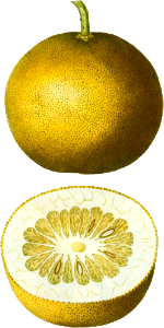 Citrus, Adam's apple, Pomum Adami from Traité des Arbres et Arbustes que l'on cultive en France en pleine terre (1801–1819) by Pierre-Joseph Redouté.