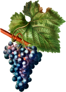 Grape vine (Vitis vinifera) from Traité des Arbres et Arbustes que l’on cultive en France en pleine terre (1801–1819) by Pierre-Joseph Redouté.