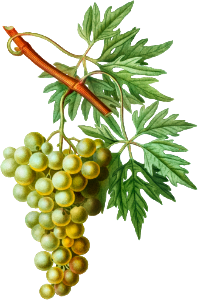 Grape vine, Vitis laciniata from Traité des Arbres et Arbustes que l'on cultive en France en pleine terre (1801–1819) by Pierre-Joseph Redouté.