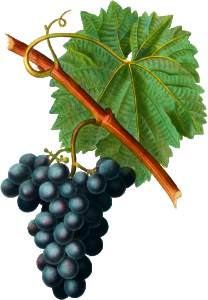 Grape vine, Vitis vinifera from Traité des Arbres et Arbustes que l'on cultive en France en pleine terre (1801–1819) by Pierre-Joseph Redouté.
