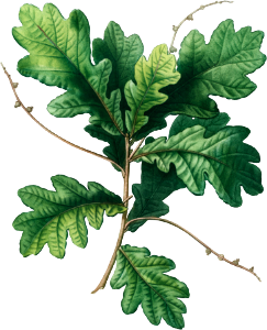 Quercus racemosa (Chéne à grappes) from Traité des Arbres et Arbustes que l’on cultive en France en pleine terre (1801–1819) by Pierre-Joseph Redouté.