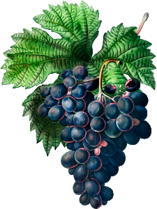 Vitis vinifera (Bourdekas noir) from Traité des Arbres et Arbustes que l’on cultive en France en pleine terre (1801–1819) by Pierre-Joseph Redouté.