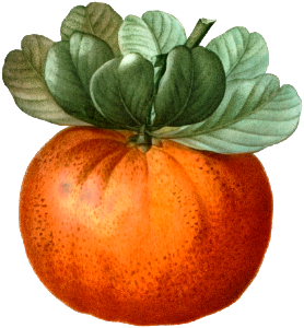 Bigarade orange (Citrus bigarradia) from Traité des Arbres et Arbustes que l’on cultive en France en pleine terre (1801–1819) by Pierre-Joseph Redouté.