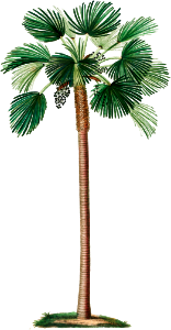 Palm fan (Chamaerops Humilis) from Traité des Arbres et Arbustes que l’on cultive en France en pleine terre (1801–1819) by Pierre-Joseph Redouté.