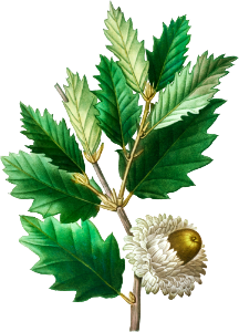 Valonian Oak (Quercus Ægylops) from Traité des Arbres et Arbustes que l’on cultive en France en pleine terre (1801–1819) by Pierre-Joseph Redouté.