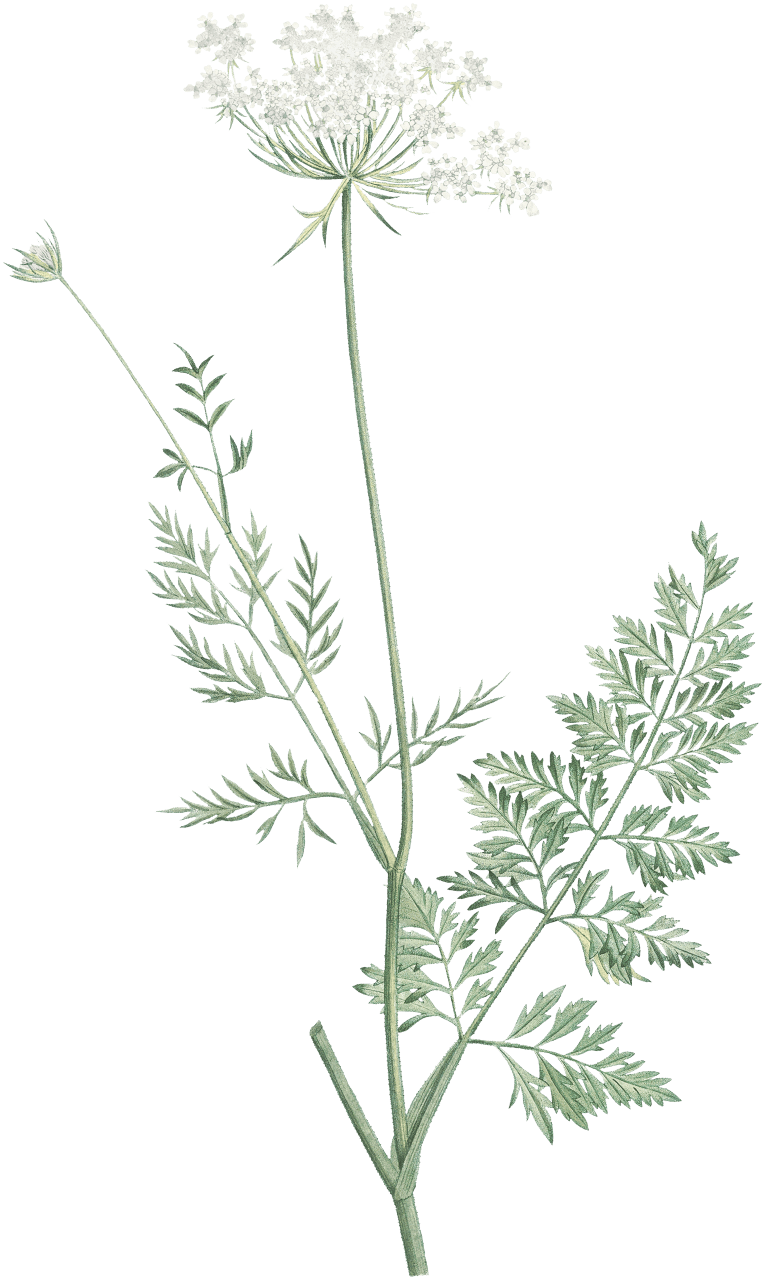 Wild carrot from La Botanique de J. J. Rousseau by Pierre-Joseph Redouté (1759–1840).