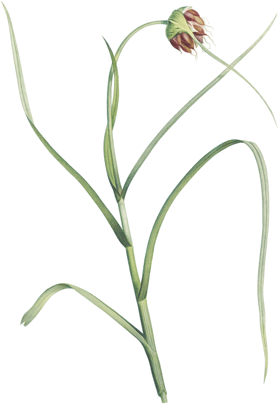 Cultivated garlic from La botanique de J. J. Rousseau by Pierre-Joseph Redouté (1759–1840).
