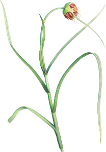 Cultivated garlic from La botanique de J. J. Rousseau by Pierre-Joseph Redouté (1759–1840).