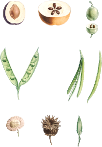 Plants part from La Botanique de J. J. Rousseau by Pierre-Joseph Redouté (1759–1840).