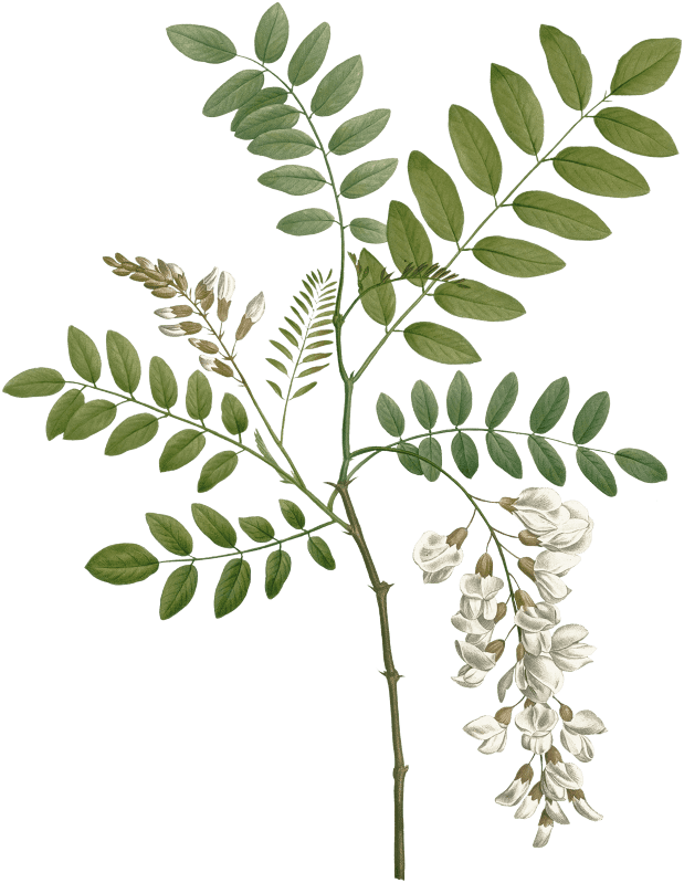 Acacia from La Botanique de J. J. Rousseau by Pierre-Joseph Redouté (1759–1840).