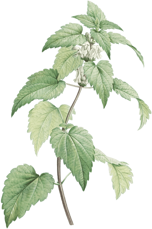 White dead-nettle from La Botanique de J. J. Rousseau by Pierre-Joseph Redouté (1759–1840).