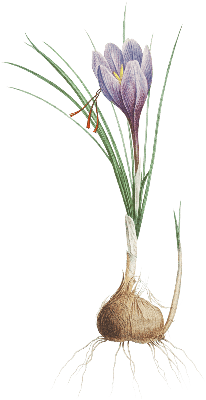 Blue Dutch iris from La Botanique de J. J. Rousseau by Pierre-Joseph Redouté (1759–1840).