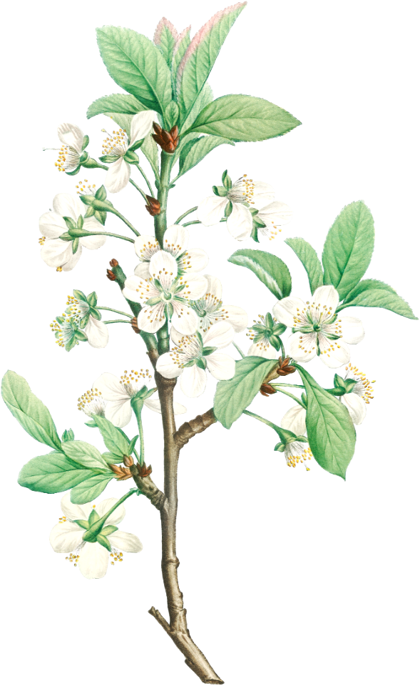 Plum Flower from La Botanique de J. J. Rousseau by Pierre-Joseph Redouté (1759–1840).