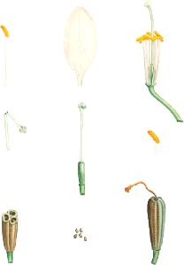 Flower parts from La Botanique de J. J. Rousseau by Pierre-Joseph Redouté (1759–1840).