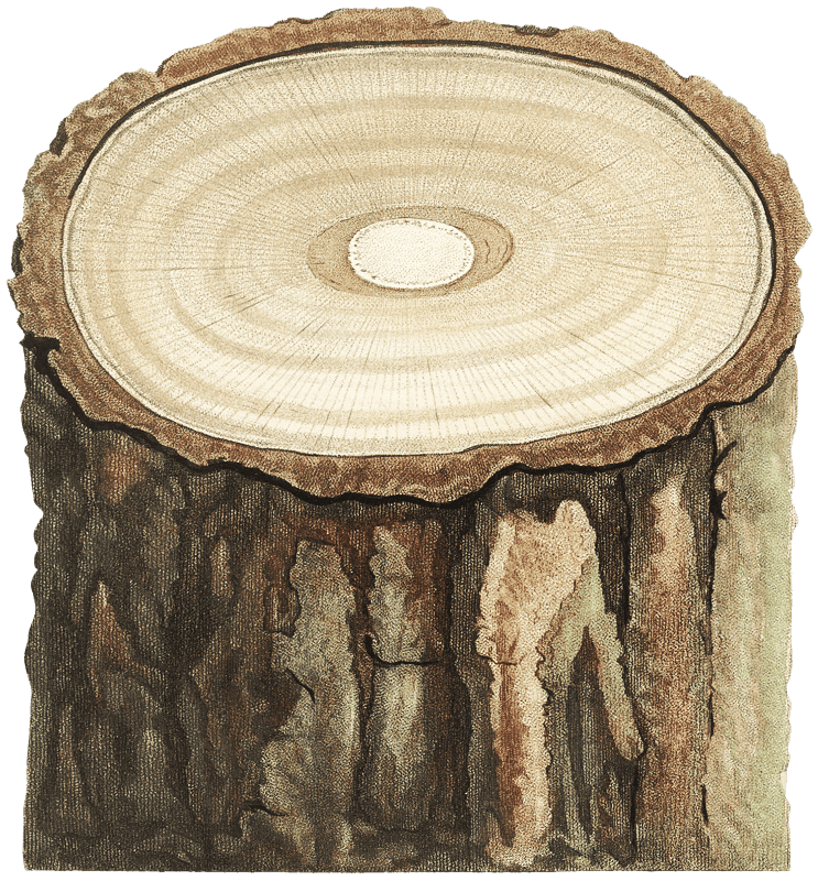 Tree stump and plant stem from La Botanique de J. J. Rousseau by Pierre-Joseph Redouté (1759–1840).