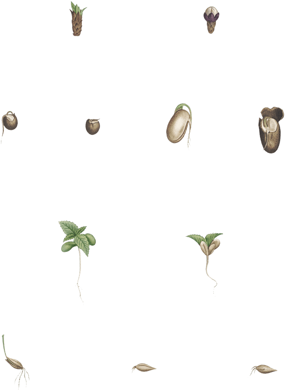 Seed growth from La Botanique de J. J. Rousseau by Pierre-Joseph Redouté (1759–1840).