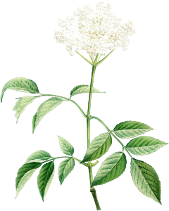 Elderflowers from La Botanique de J. J. Rousseau by Pierre-Joseph Redouté (1759–1840).