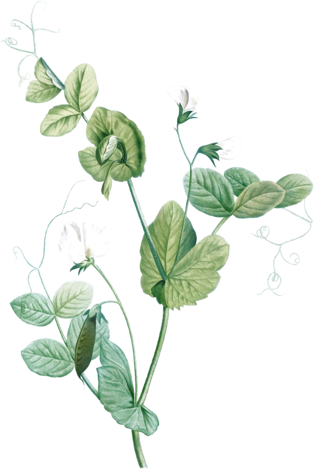 White lolliradio pea flower from La Botanique de J. J. Rousseau by Pierre-Joseph Redouté (1759–1840).