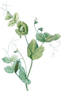 White lolliradio pea flower from La Botanique de J. J. Rousseau by Pierre-Joseph Redouté (1759–1840).