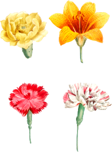 Flower set from La Botanique de J. J. Rousseau by Pierre-Joseph Redouté (1759–1840).