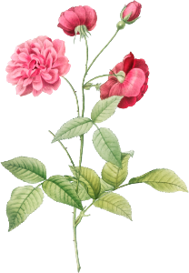 China Rose, also known as Bengal Animating (Rosa indica dichotoma) from Les Roses (1817–1824) by Pierre-Joseph Redouté.