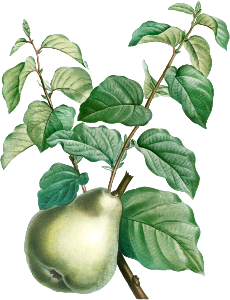 Pear fruit from La Botanique de J. J. Rousseau by Pierre-Joseph Redouté (1759–1840).