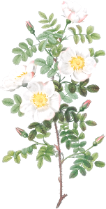 Burnet Rose, Rosa pimpinellifolia from Les Roses (1817–1824) by Pierre-Joseph Redouté.