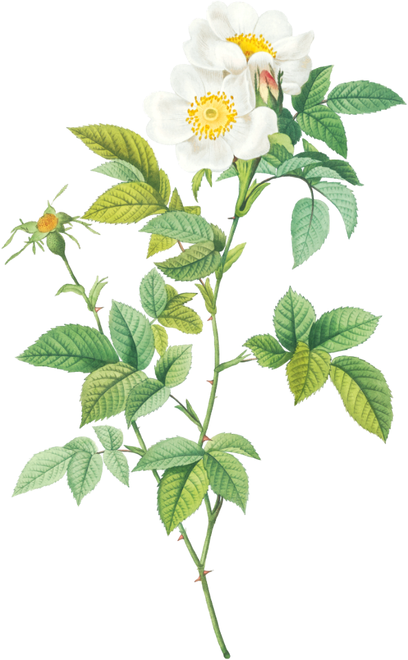 Anjou Rose, Rosa andegavensis from Les Roses (1817–1824) by Pierre-Joseph Redouté.