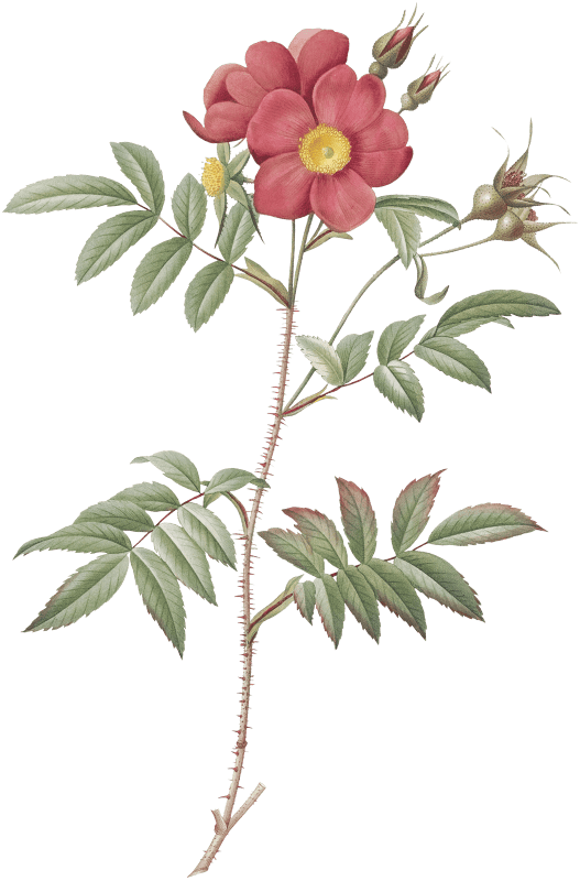 Red-Leaved Rose, also known as Rose Tree with Red Stems and Spines (Rosa redutea glauca) from Les Roses (1817–1824) by Pierre-Joseph Redouté.