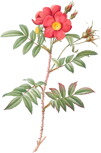 Red-Leaved Rose, also known as Rose Tree with Red Stems and Spines (Rosa redutea glauca) from Les Roses (1817–1824) by Pierre-Joseph Redouté.