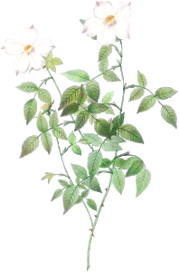 Rosa indica acuminata, also known as Rosebush with Sharp Petals from Les Roses (1817–1824) by Pierre-Joseph Redouté.