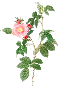 Dog Rose, also known as Big Flowered Dog Rose (Rosa canina grandiflora) from Les Roses (1817–1824) by Pierre-Joseph Redouté.