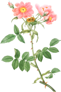 Rose of Lady Monson, Rosa collina monsoniana from Les Roses (1817–1824) by Pierre-Joseph Redouté.