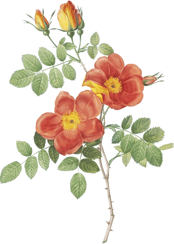 Austrian Copper Rose, Rosa eglanteria var. punicea from Les Roses (1817–1824) by Pierre-Joseph Redouté.