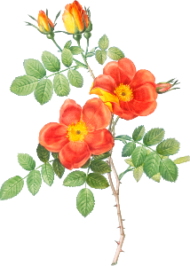 Austrian Copper Rose, Rosa eglanteria var. punicea from Les Roses (1817–1824) by Pierre-Joseph Redouté.