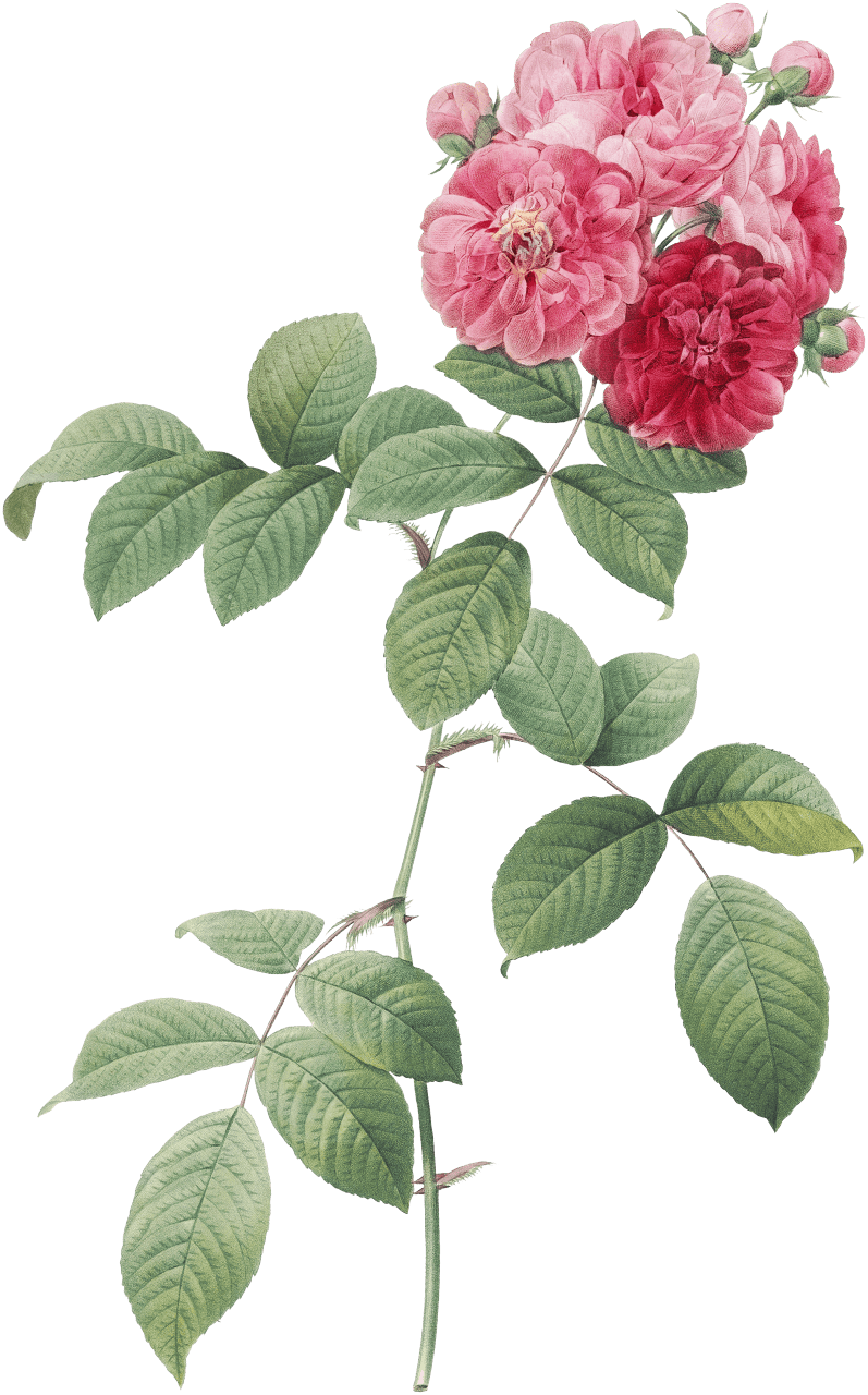 Seven Sisters Roses, also known as Multiflora Rose with Large Leaves (Rosa multiflora platyphylla) from Les Roses (1817–1824) by Pierre-Joseph Redouté.