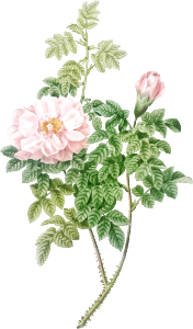 Ventenat's Rose, also known as Rose Bush (Rosa ventenatiana) from Les Roses (1817–1824) by Pierre-Joseph Redouté.