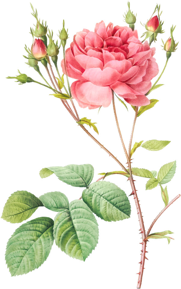 Cumberland Rose, Rosa Centifolia Anglica Rubra from Les Roses (1817–1824) by Pierre-Joseph Redouté.
