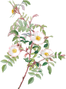 Rosa reductea glauca, also known as Reddish Rosebush from Les Roses (1817–1824) by Pierre-Joseph Redouté.