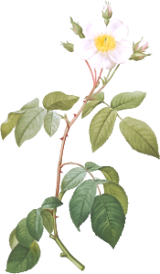 Big-Leaved Climbing Rose, Rosa sempervirens latifolia from Les Roses (1817–1824) by Pierre-Joseph Redouté.
