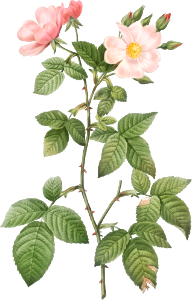 Rosa glauca, also known as Rosebush with Bramble Leaves (Rosa rubifolia) from Les Roses (1817–1824) by Pierre-Joseph Redouté.
