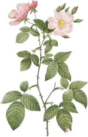Rosa glauca, also known as Rosebush with Bramble Leaves (Rosa rubifolia) from Les Roses (1817–1824) by Pierre-Joseph Redouté.