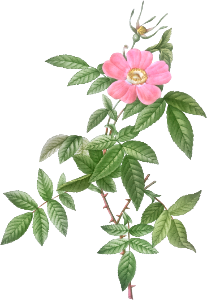 Boursault Rose, Rosa reclinata flore simplici from Les Roses (1817–1824) by Pierre-Joseph Redouté.
