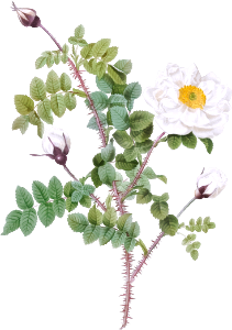 Double White Burnet Rose, also known as Pimple Rose with White Flowers (Rosa Pimpinellifolia Alba Flore Multiplei) from Les Roses (1817–1824) by Pierre-Joseph Redouté.