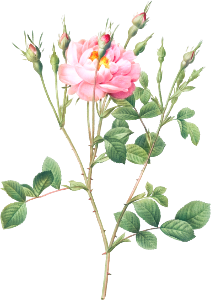 Anemone Flowered Sweetbriar, also known as Rusty Rose with Anemone Flowers (Rosa rubiginosa anemone-flora) from Les Roses (1817–1824) by Pierre-Joseph Redouté