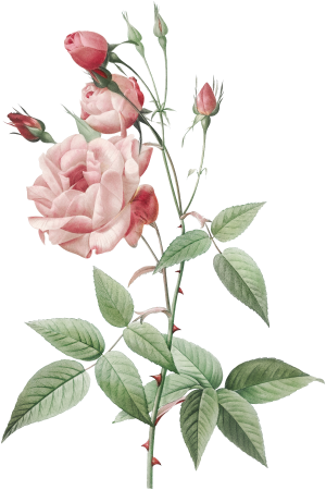 Old Blush China, also known as Common Rose of India (Rosa Indica Vulgaris) from Les Roses (1817–1824) by Pierre-Joseph Redouté.